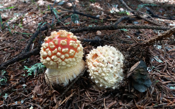 Edible, medicinal and poisonous mushrooms