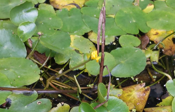 Green lily pads