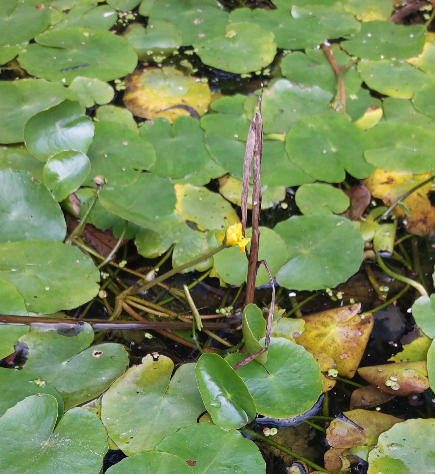 Green lily pads