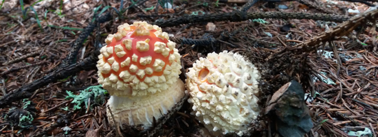 Edible, medicinal and poisonous mushrooms 2027