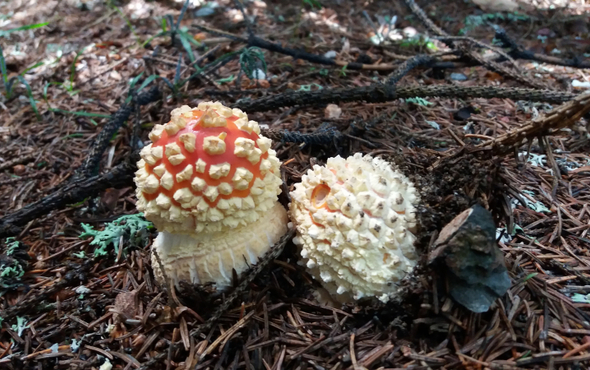 Edible, medicinal and poisonous mushrooms 2027
